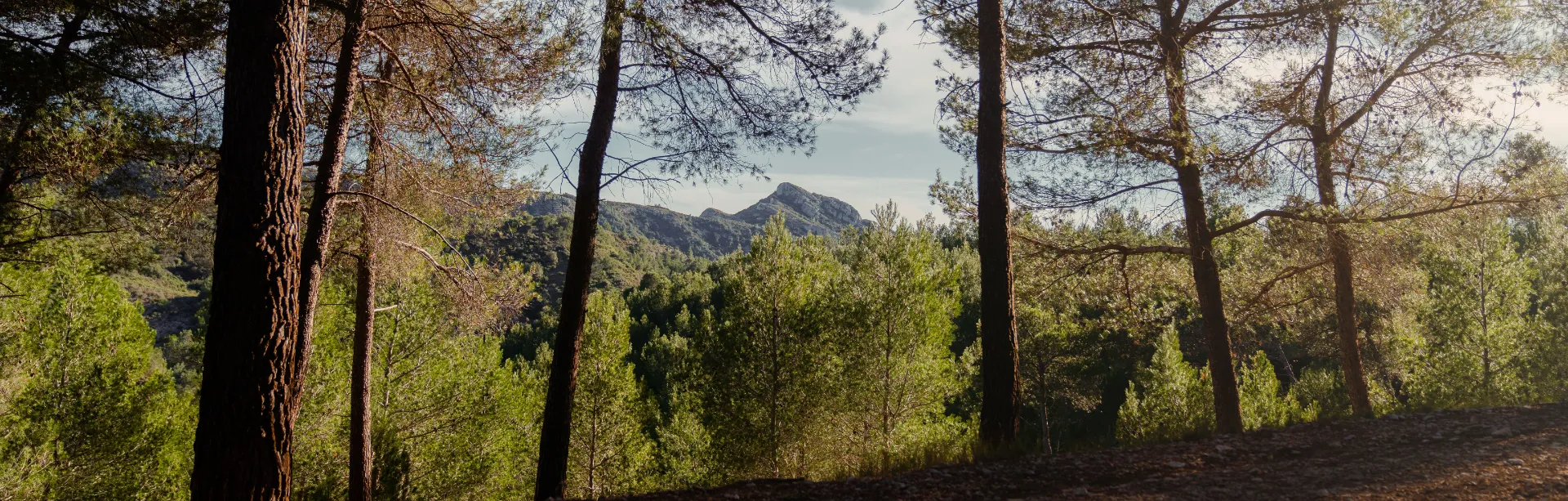 L'histoire de Montres Alpilles, les montres d'excellence fabriquées en France au pied des alpilles